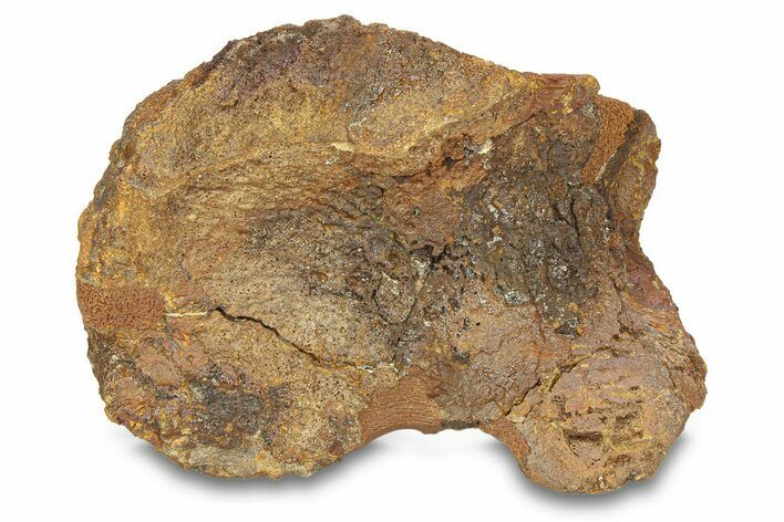Hadrosaur (Edmontosaurus) Astragalus (Ankle Bone) - Wyoming #292755